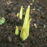 Valorema offers a global solution for the recycling of electronic products : we can take away the products, dismantle, sort disassemble components of electronic cards. Components are controlled, cleaned, reconditionned and reused.